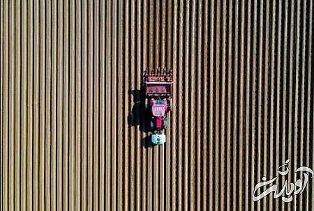 کاشت سیب زمینی در یک زمین زراعی در فرانسه/ رویترز عکسهای جالب,عکسهای جذاب,کاشت سیب زمینی